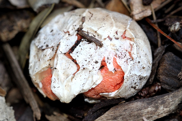 clathrus